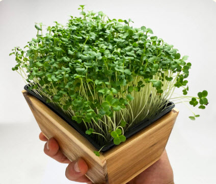 Pousses de brocoli 50 gr