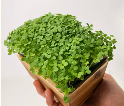 Pousses de roquette 50 gr