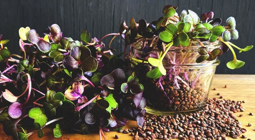 Pousses de radis Volcano 50 gr