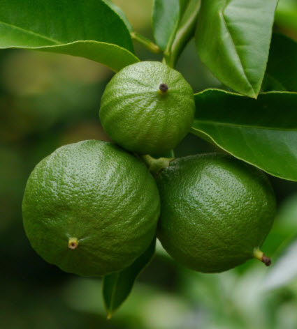 Bergamote (11 ml)