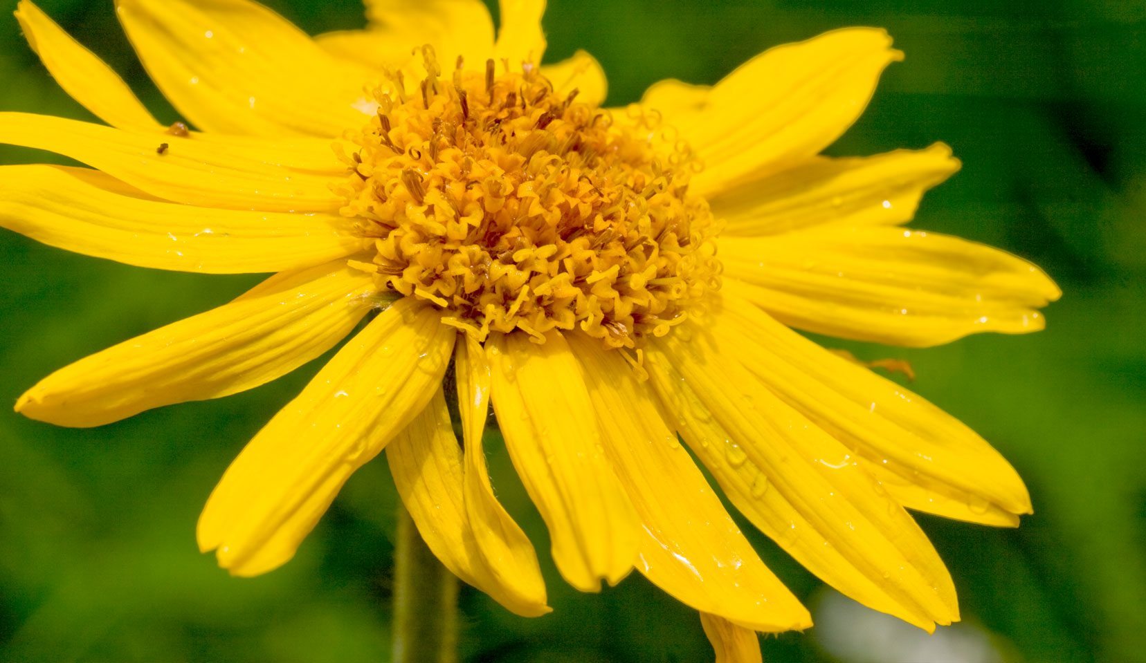 Huile d'arnica (30 ml)