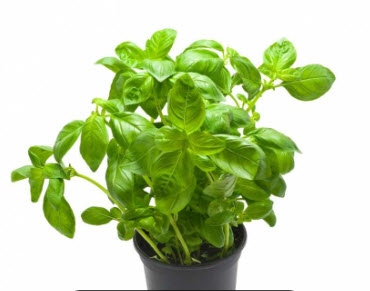 Basilic en pot biodégradable