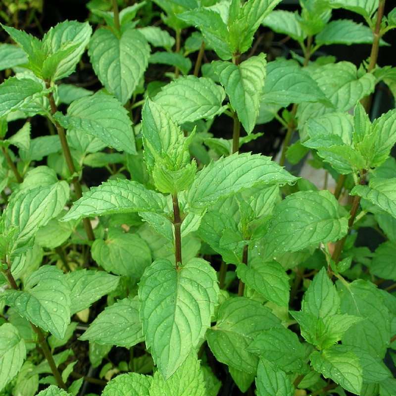 Menthe fraiche