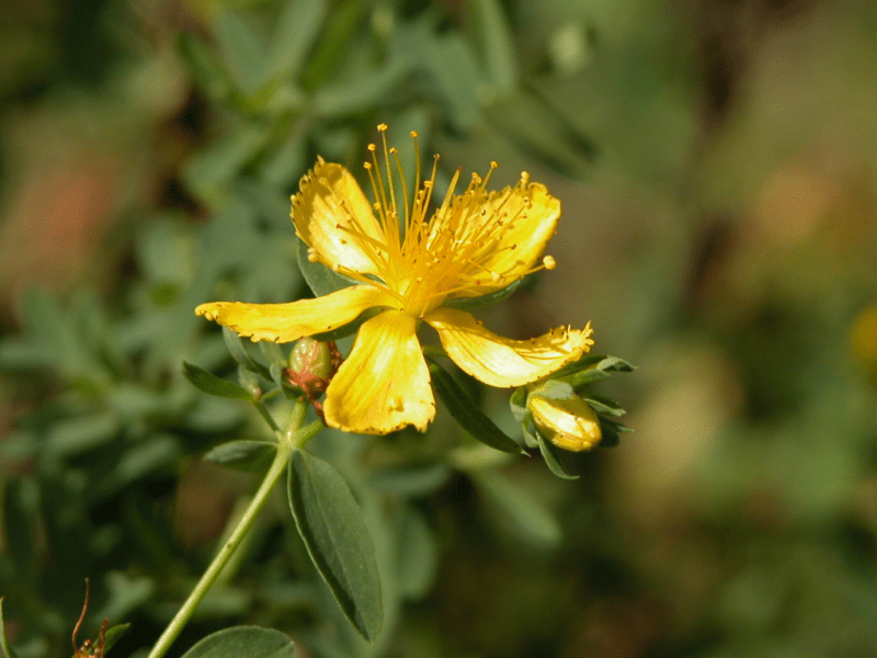 Huile de Millepertuis (32 ml)