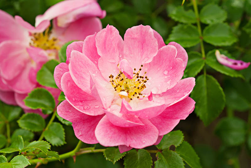 Huile de Rose Musquée (32 ml)