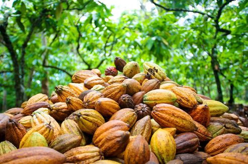 Beurre de Cacao (100 gr)