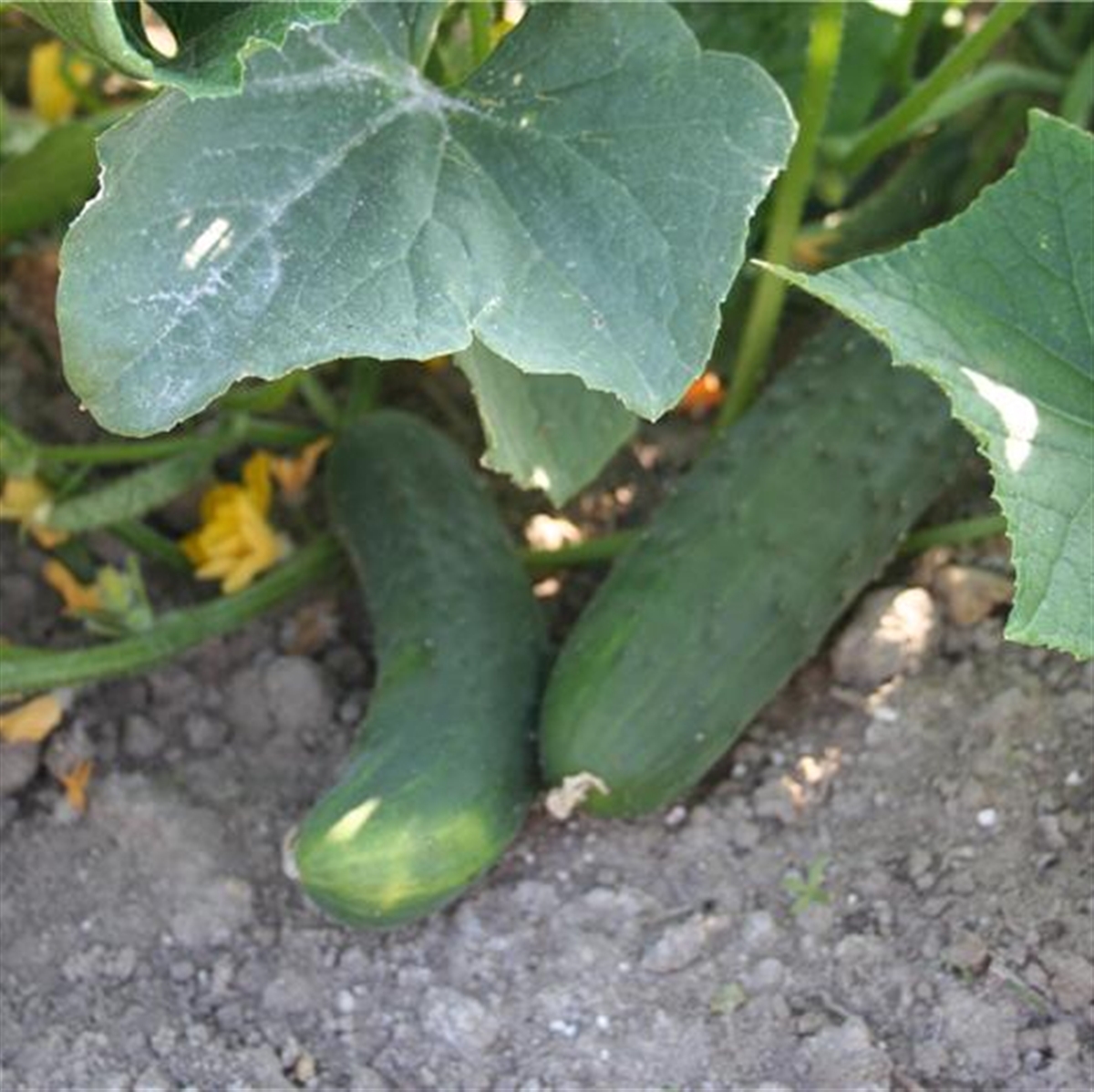 Concombre de serre medium (unité)