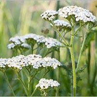 Achillée millefeuille (5 ml)